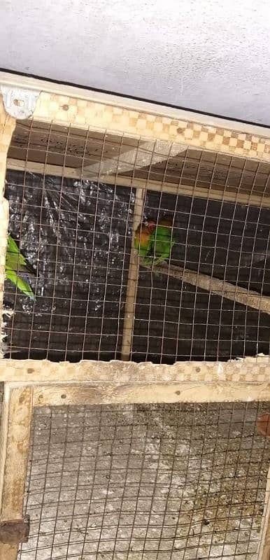 love bird green Fisher with cage 2