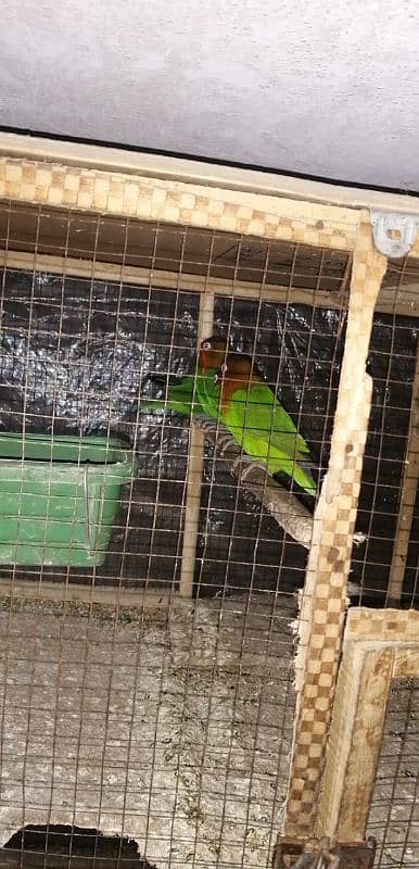 love bird green Fisher with cage 3