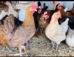 Golden|Misri|Pathi|female|Chicks|Desi egg laying hen| Murgi|chuzay