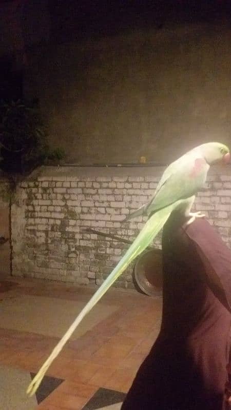 all talking parrot raw pahari phone number 03159244820 rabta karen 2