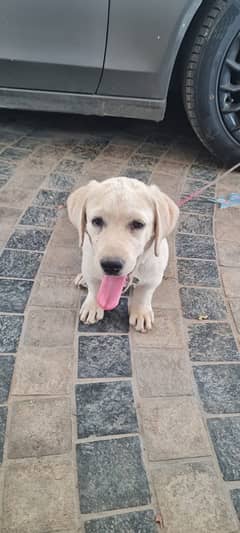 labrador female