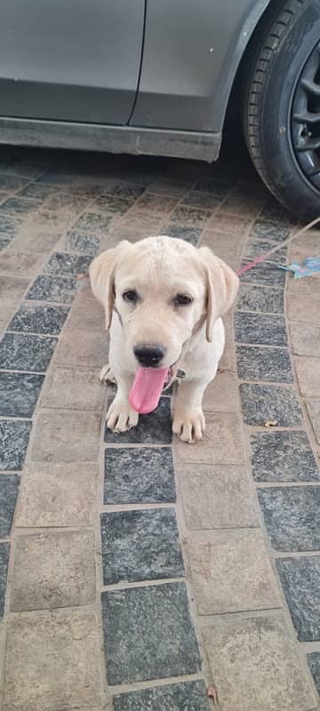 British Labrador puppy | labra Dog | puppies |Labrador | dog for sale 0