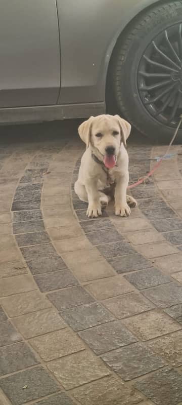 British Labrador puppy | labra Dog | puppies |Labrador | dog for sale 1