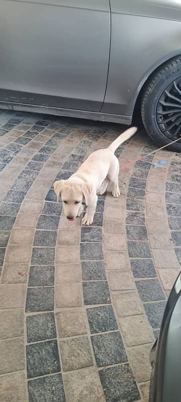 British Labrador puppy | labra Dog | puppies |Labrador | dog for sale 2