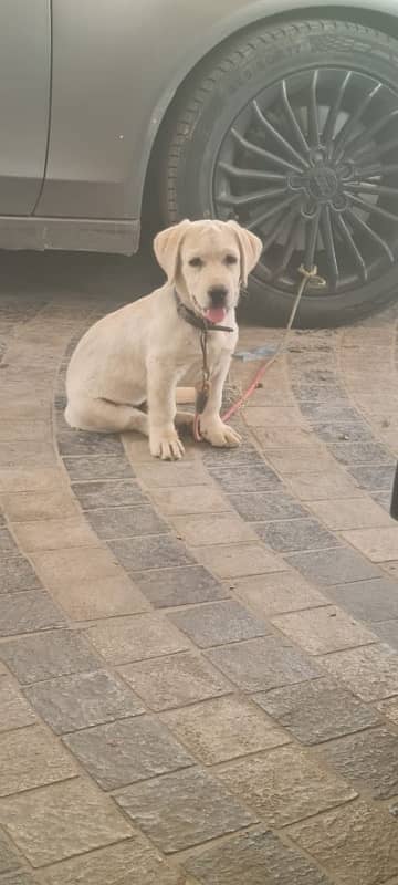 British Labrador puppy | labra Dog | puppies |Labrador | dog for sale 3