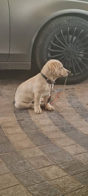 British Labrador puppy | labra Dog | puppies |Labrador | dog for sale 4