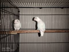 lovebird pair