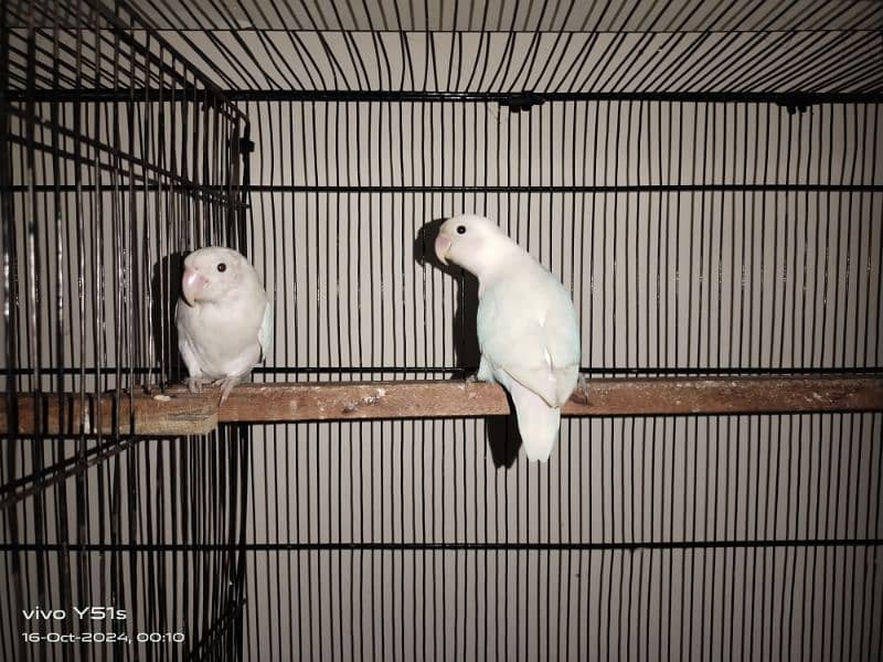 lovebird pair 0