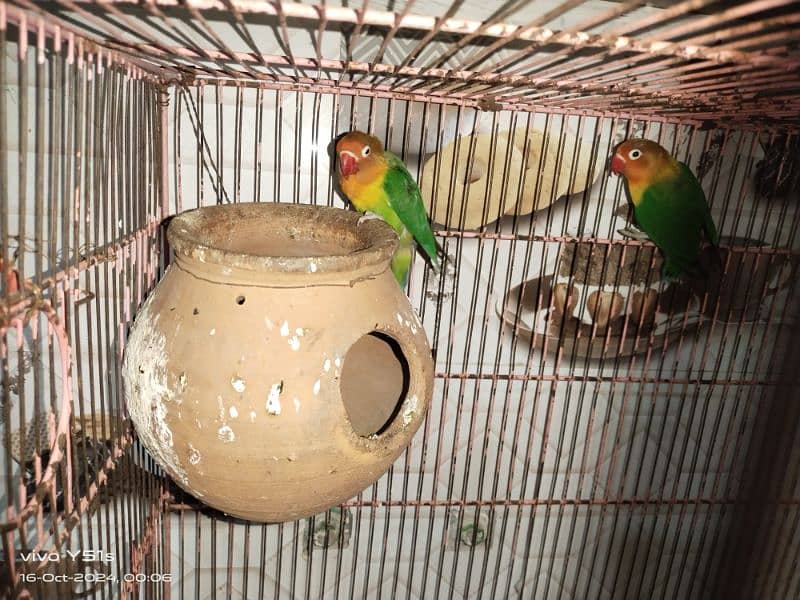 lovebird pair 2