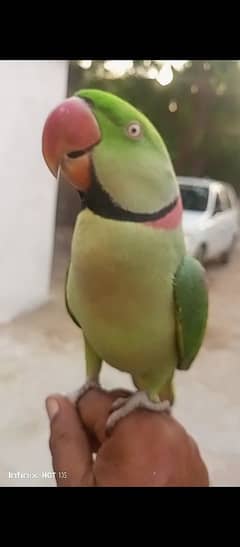 talking Raw parrot fully tamed