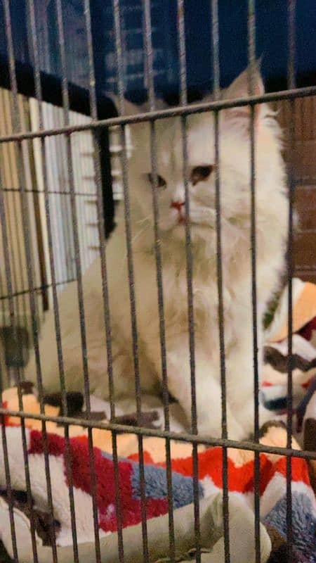 Persian male cat big fat cat double coated 3