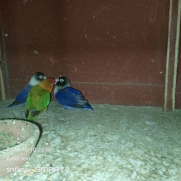 love birds blue  2 Mail 1 female 3