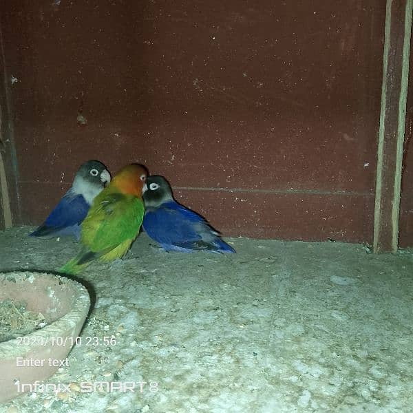 love birds blue  2 Mail 1 female 5