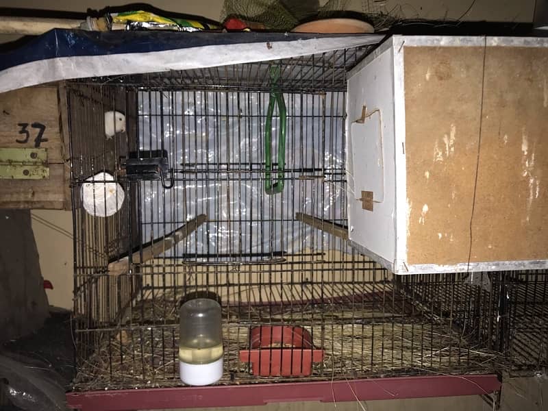 cage with 2 pair breeder 1