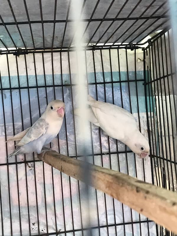 cage with 2 pair breeder 2