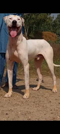 lappa gultair male age 10 month for sale