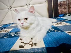 Persian triple coated female  pure persisn cat