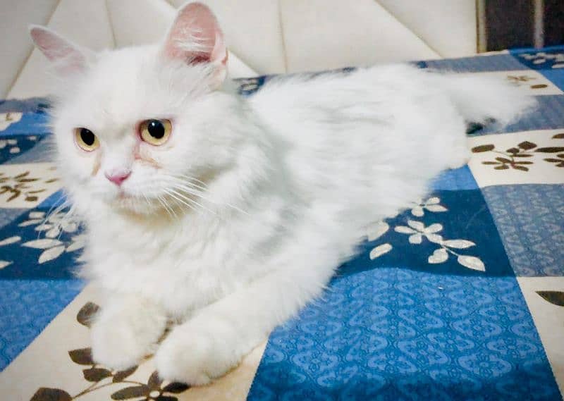 Persian triple coated female  pure persisn cat 1