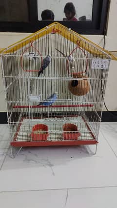 Australian Parrot Up for Sale