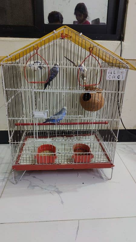 Australian Parrot Up for Sale 0