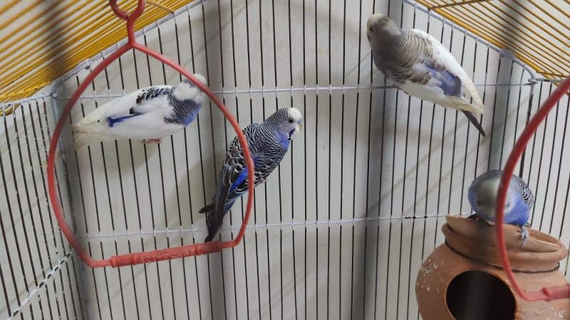 Australian Parrot Up for Sale 1