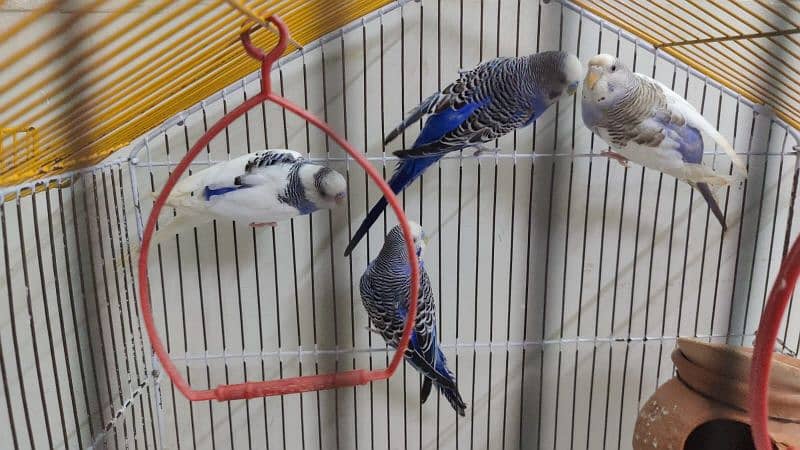 Australian Parrot Up for Sale 2