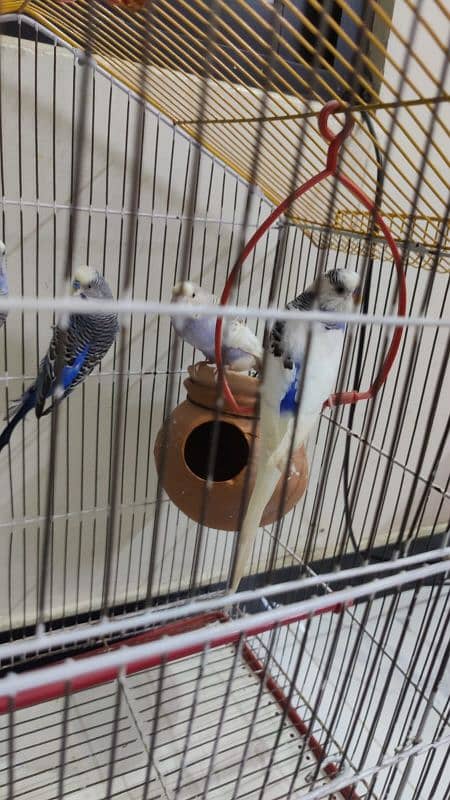 Australian Parrot Up for Sale 3