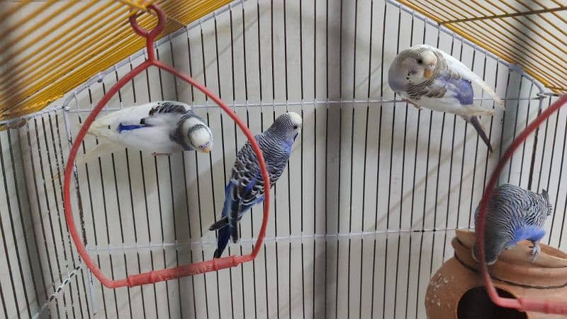 Australian Parrot Up for Sale 5