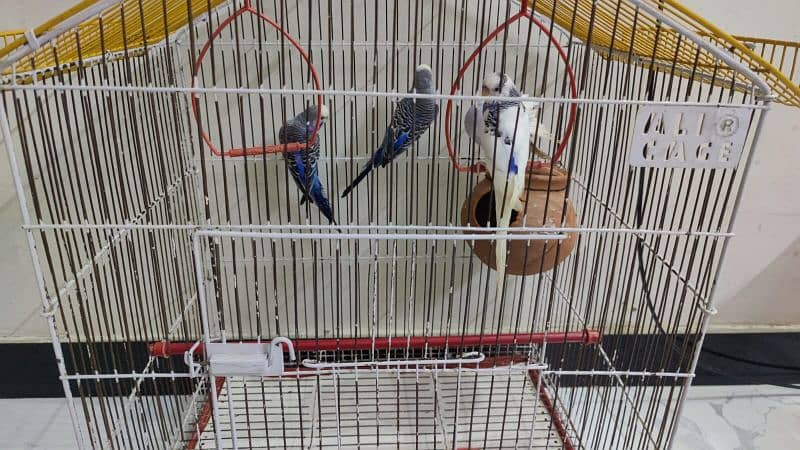 Australian Parrot Up for Sale 6