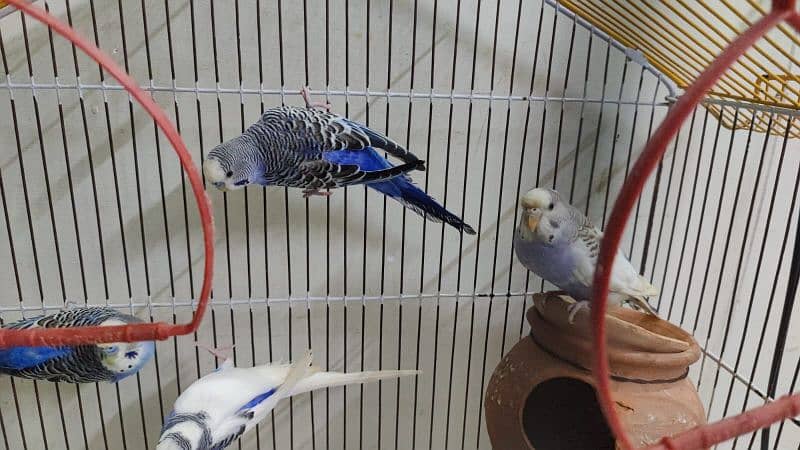 Australian Parrot Up for Sale 8