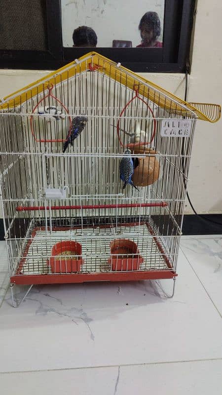 Australian Parrot Up for Sale 9