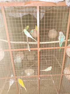 parrots for sale