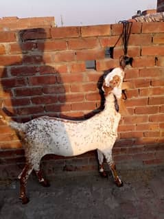 betal goat for sale