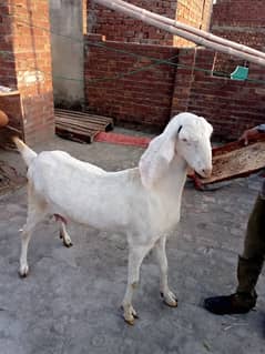 betal goat for sale