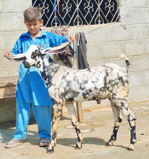 Sheri print ka Bakra Andu 4