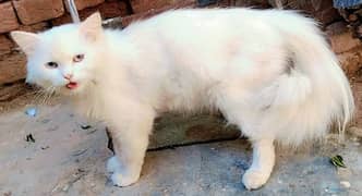 Pair Cats for sale contact number 03070566494