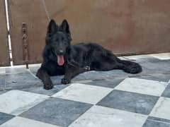 Black German Shepherd Female For Sale