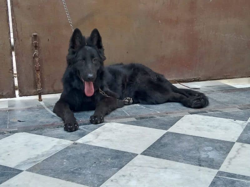 Black German Shepherd Female For Sale 0