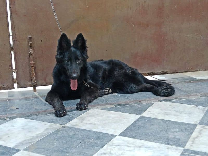 Black German Shepherd Female For Sale 1