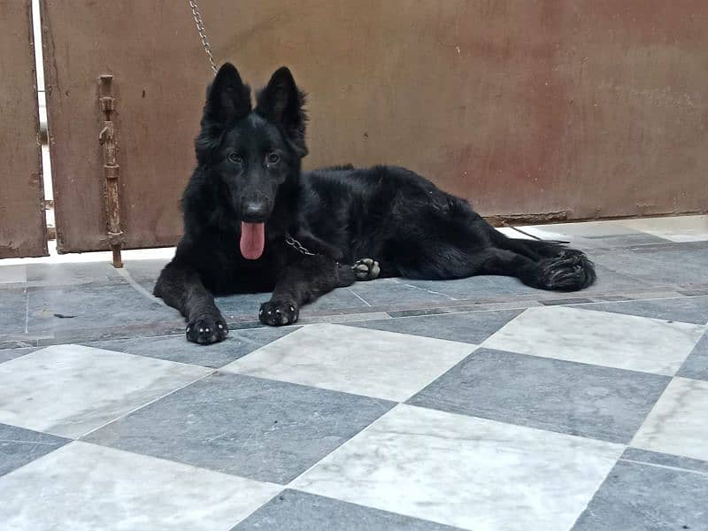 Black German Shepherd Female For Sale 2