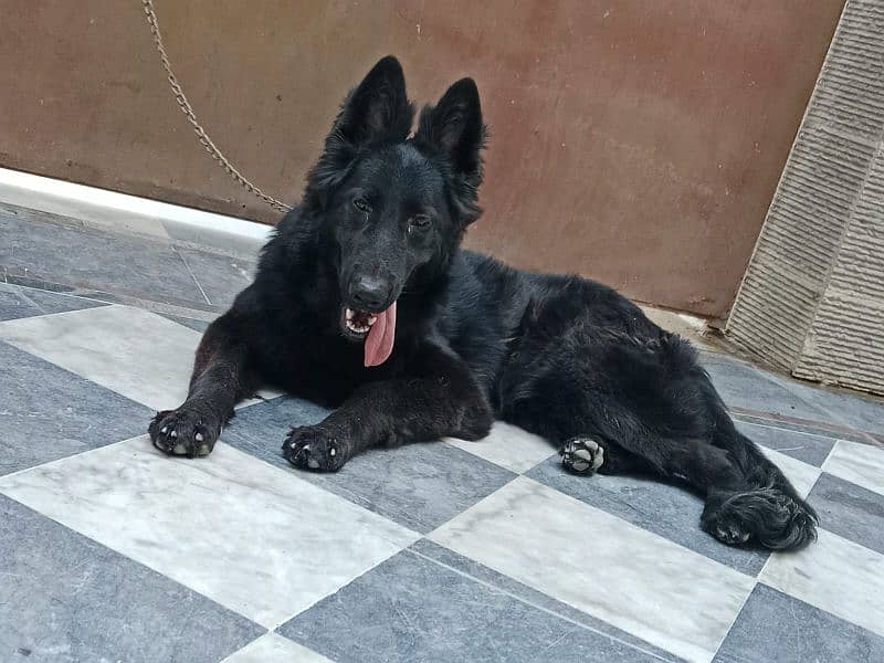 Black German Shepherd Female For Sale 3