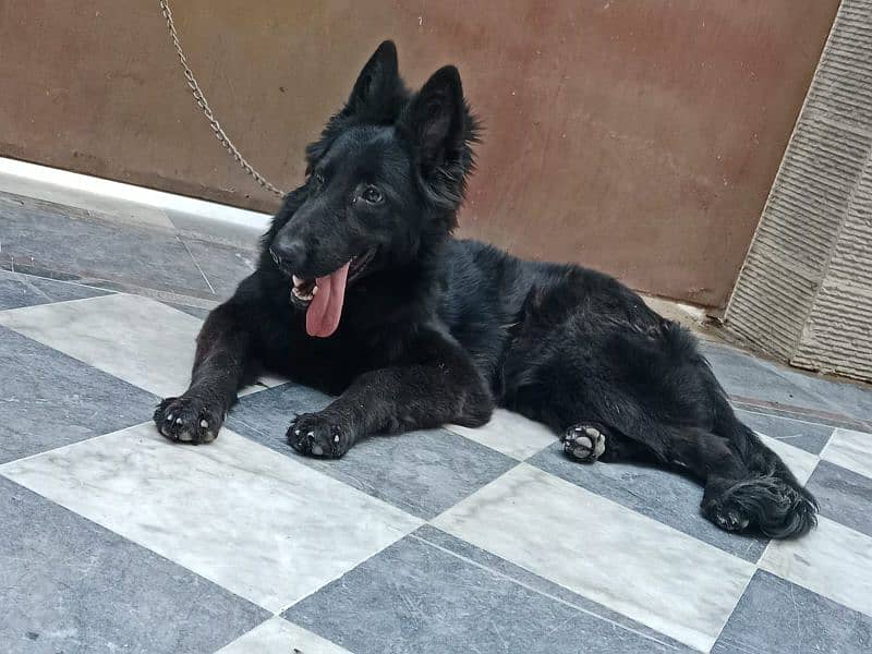 Black German Shepherd Female For Sale 4