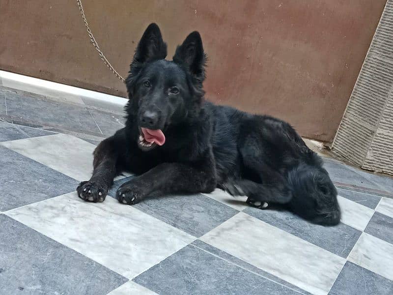 Black German Shepherd Female For Sale 5