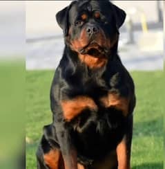 rottweiler male for stud