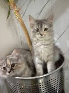 3 months old Persian cats pair