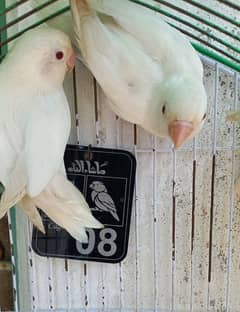 Albino red eye,albino,parblue fishri /pf