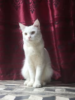 MALE CAT URGENT SALE