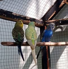 Australian parrot pairs