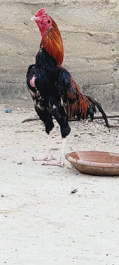 Jaagiri and Mianwali Breed Cross