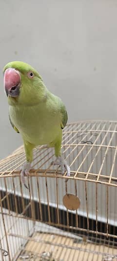 Green talking parrot